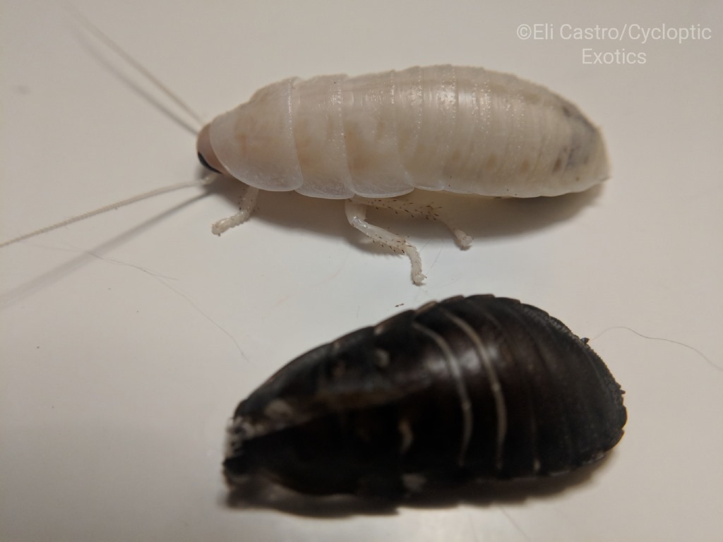 Blatte blanche fraichement mué a coté de son exuvie