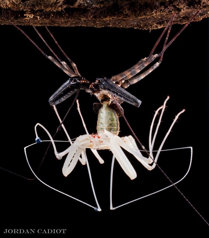 Amblypyge blanc en train de s'extraire de son ancien exosquelette