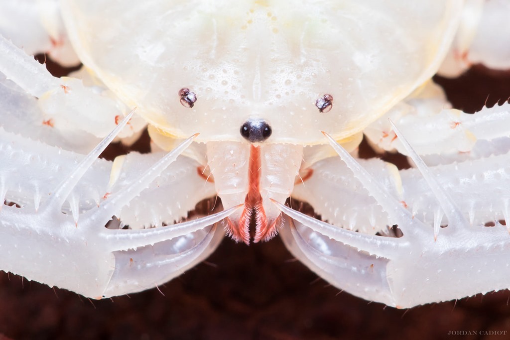 Photo macro d'un amblypyge blanc de face juste après sa mue