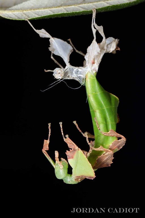 Phasme feuille qui s'extrait de son ancienne peau