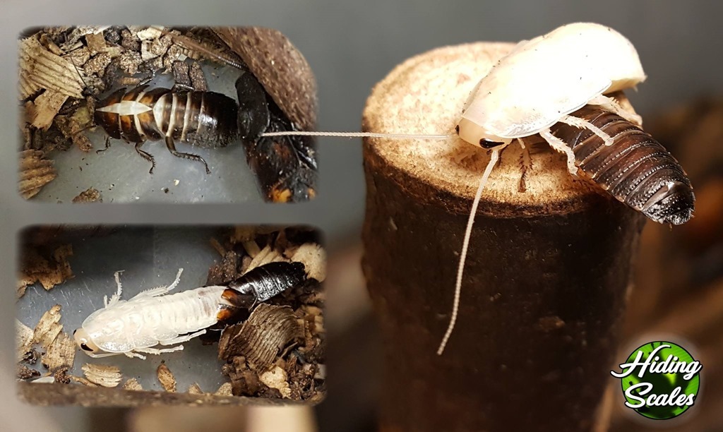 Etapes de la mue chez une blatte souffleuse