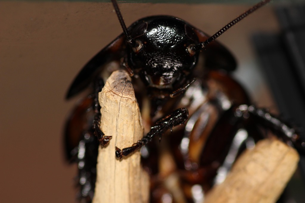 Gromphadorhina portentosa