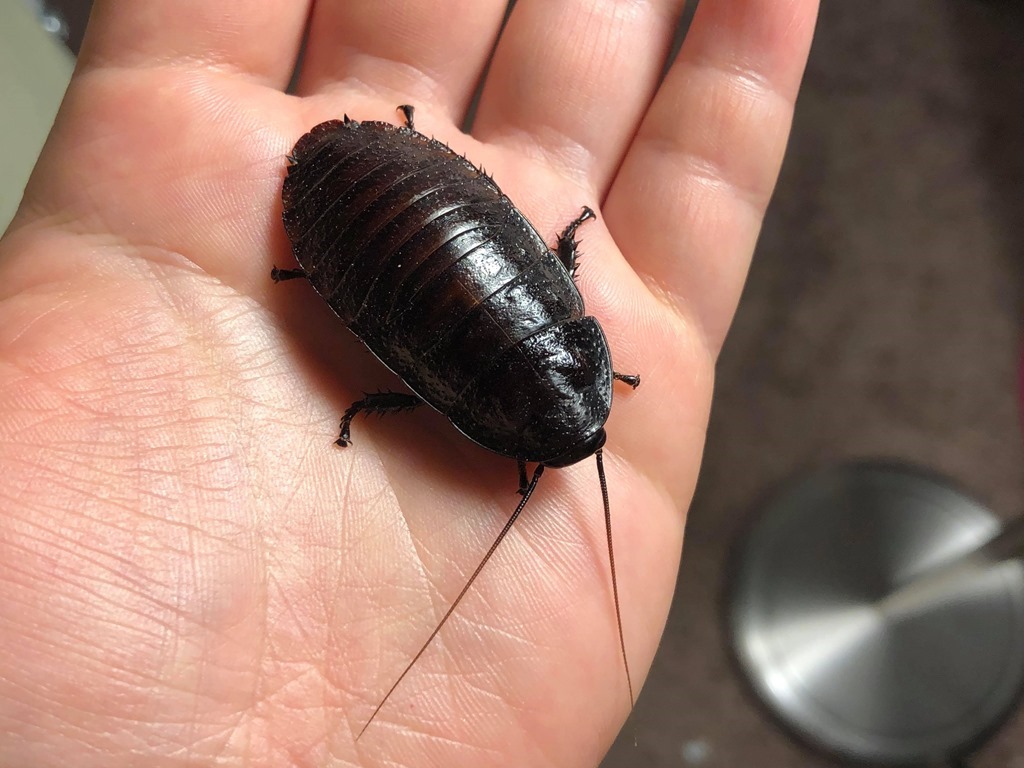 Gromphadorhina portentosa elevage