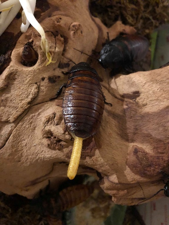 Gromphadorhina portentosa ootheque