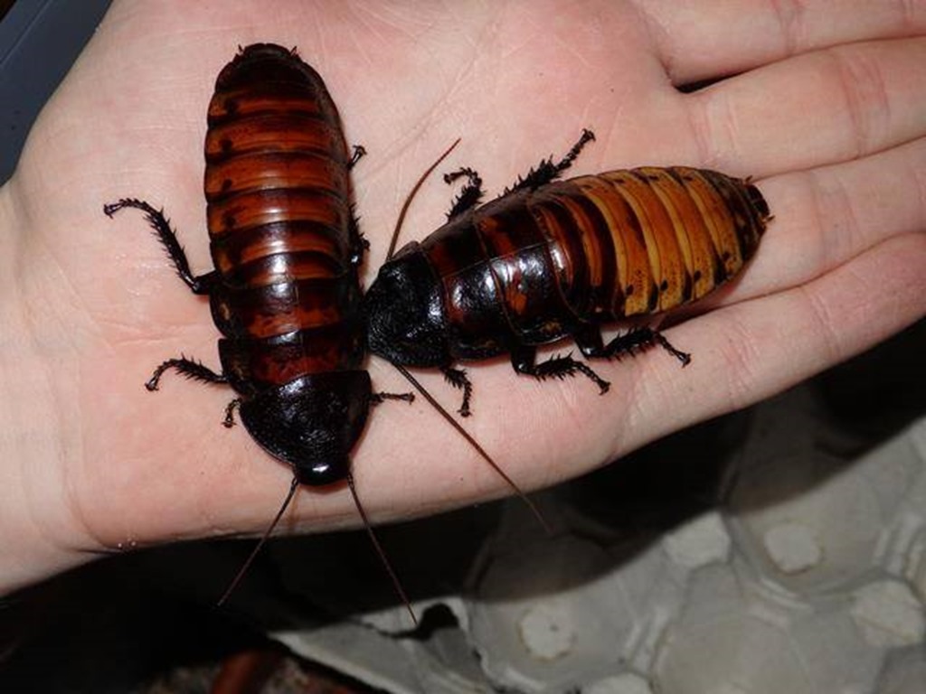 Gromphadorina portentosa Madagascar masoloa