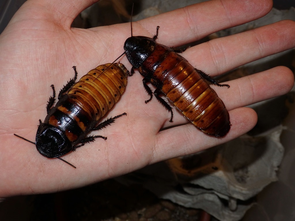 Gromphadorina portentosa Madagascar