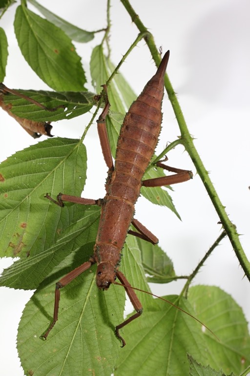 Eurycantha insularis Eurycantha insularis