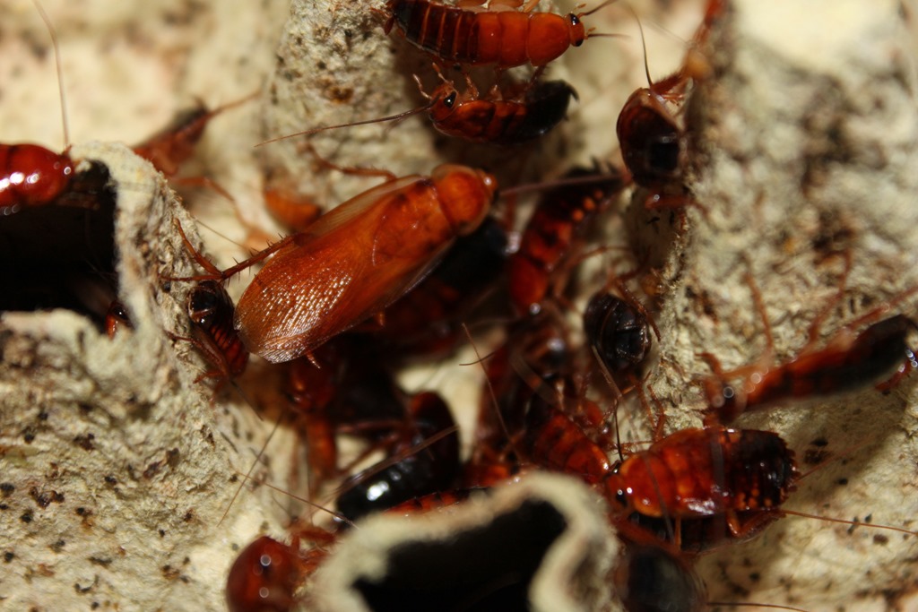 Insecte Blatte Red Runner Insecte Blatte Red Runner