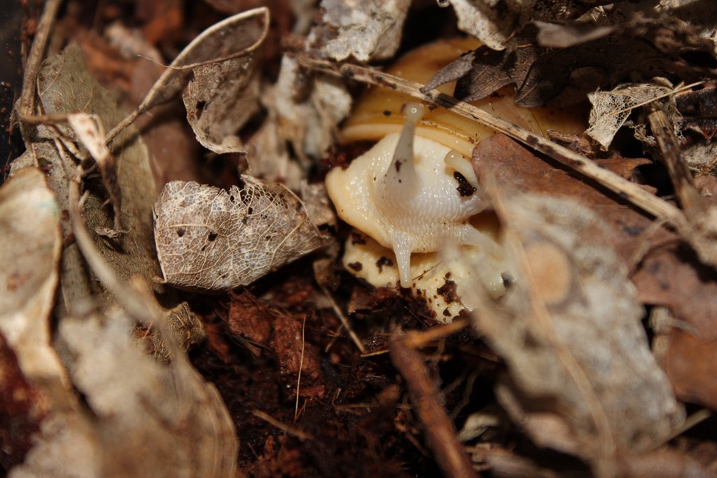 Lissachatina fulica jadatzi Lissachatina fulica jadatzi