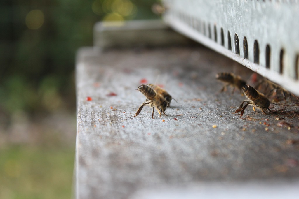 Abeille diapause Abeille diapause