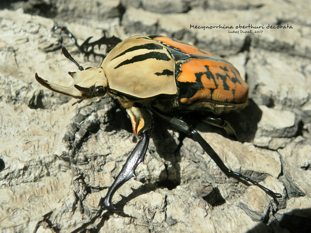Mecynorrhina oberthuri decorata Mecynorrhina oberthuri decorata