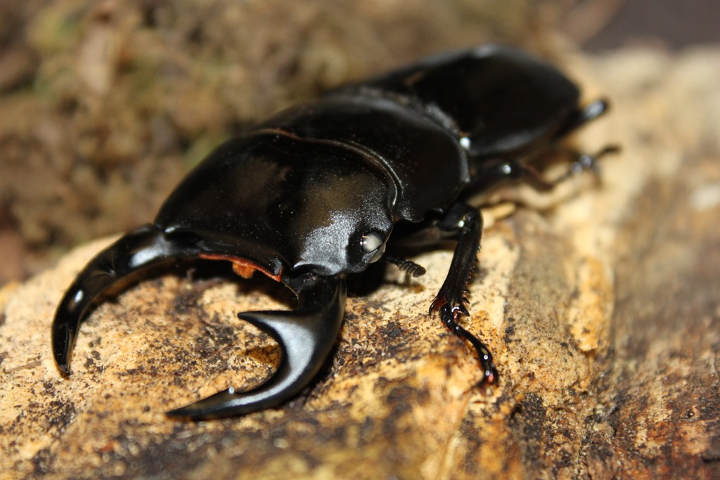 Dorcus grandis white eyes Dorcus grandis white eyes