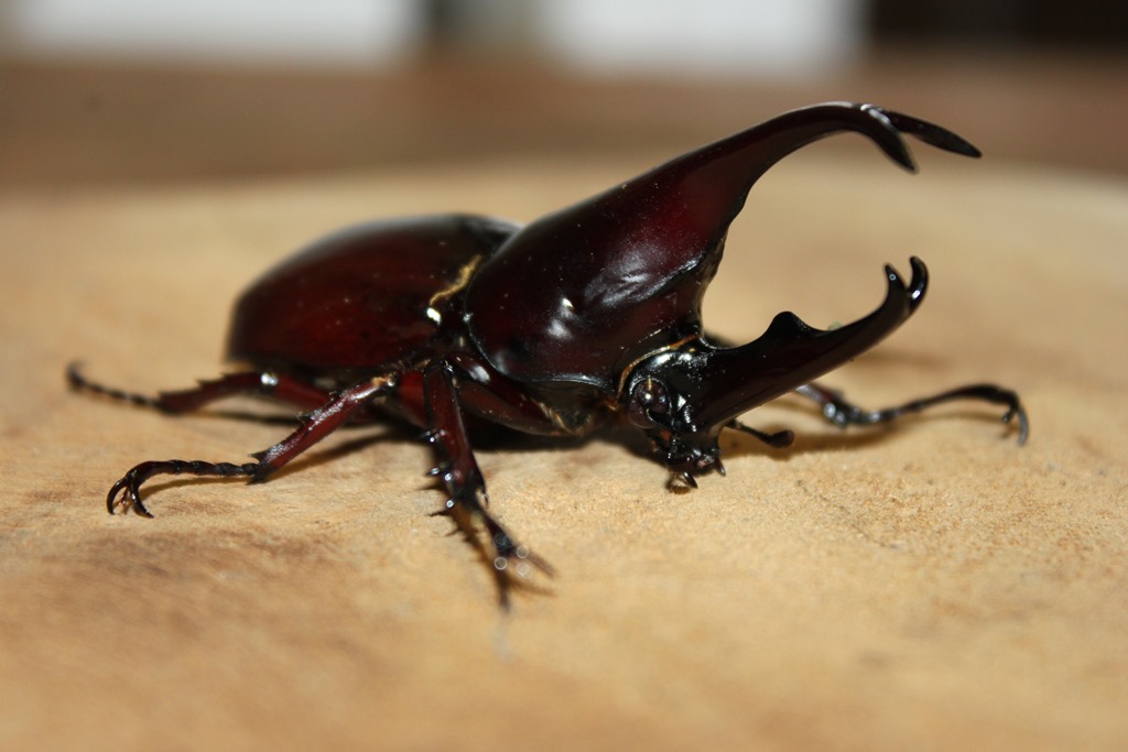 Coléoptère en terrarium
