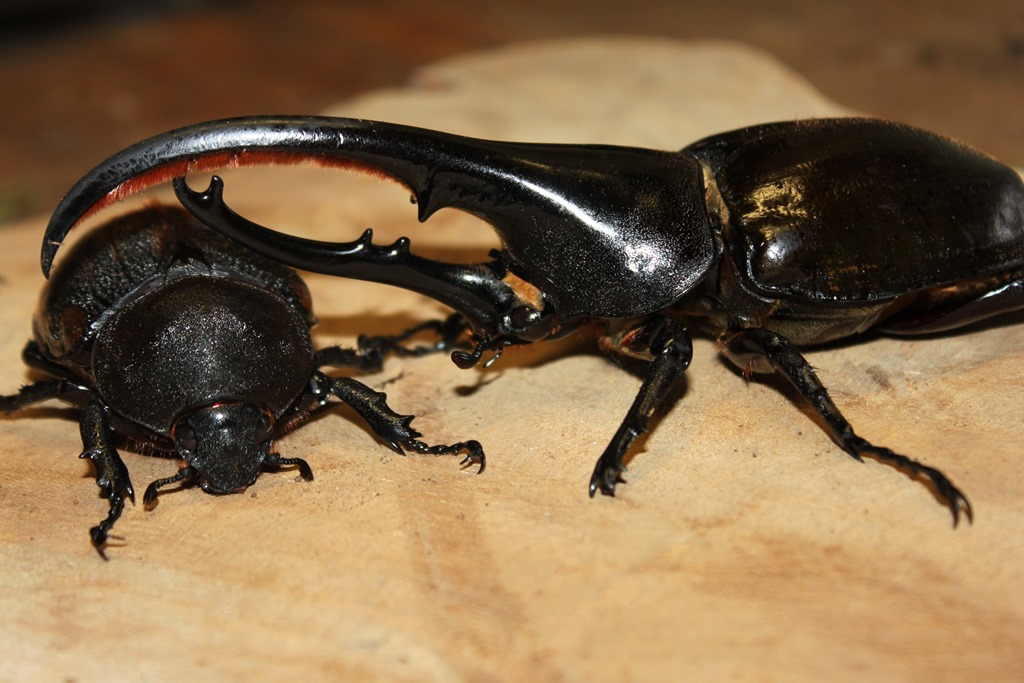 Dynastes hercules ecuatorianus couple Dynastes hercules ecuatorianus couple