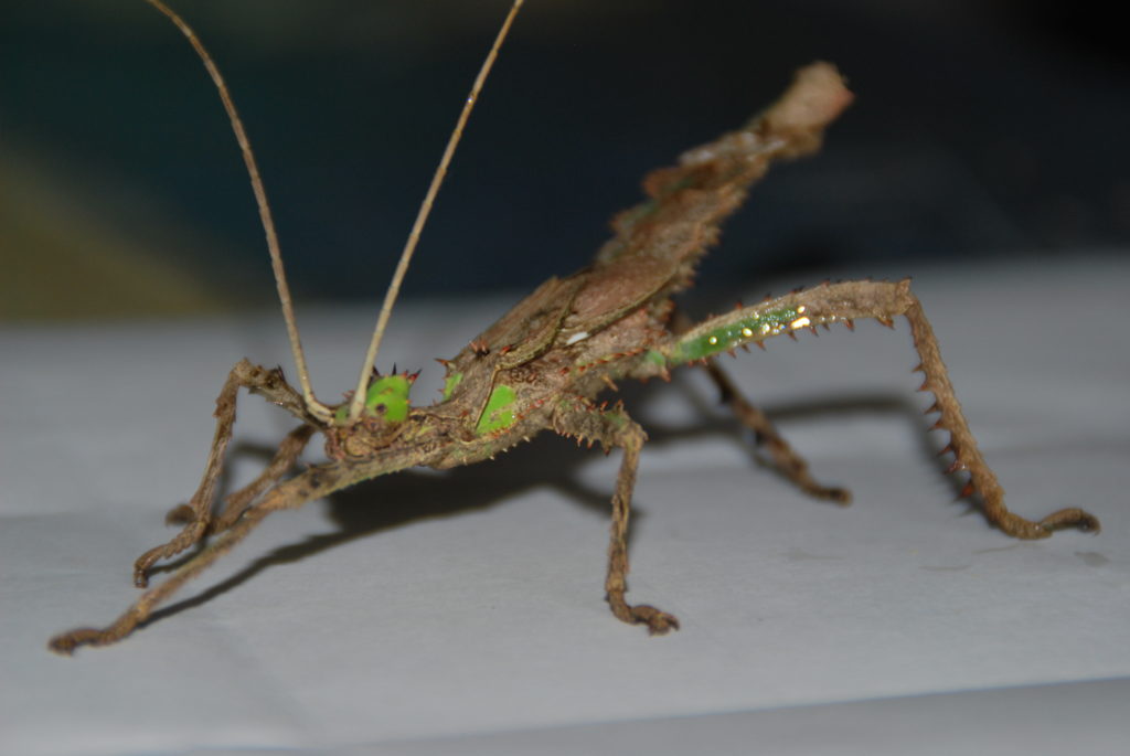 Heteropteryx dilatata gynandromorphe