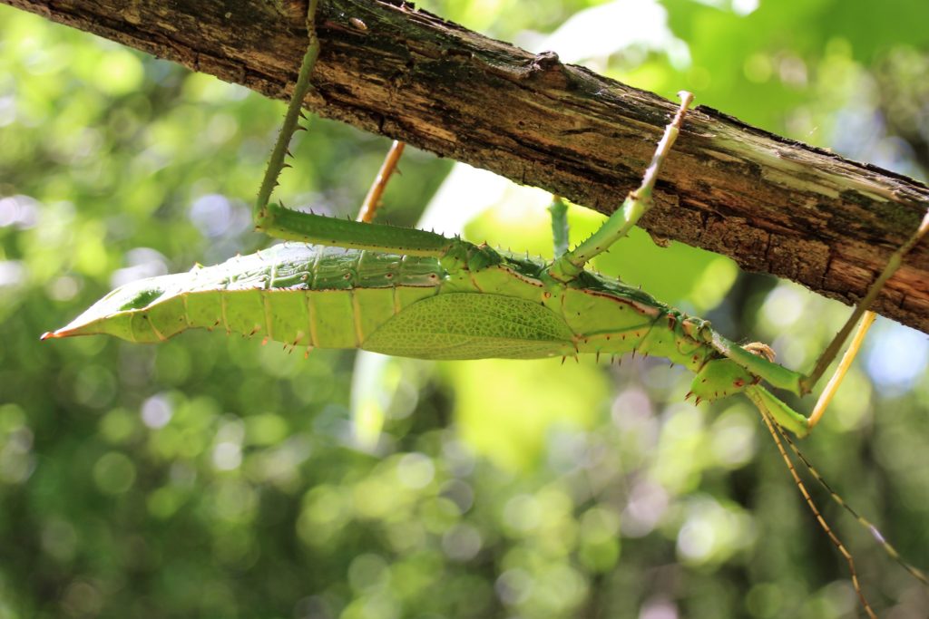 Heteropteryx dilatata femelle adulte verte