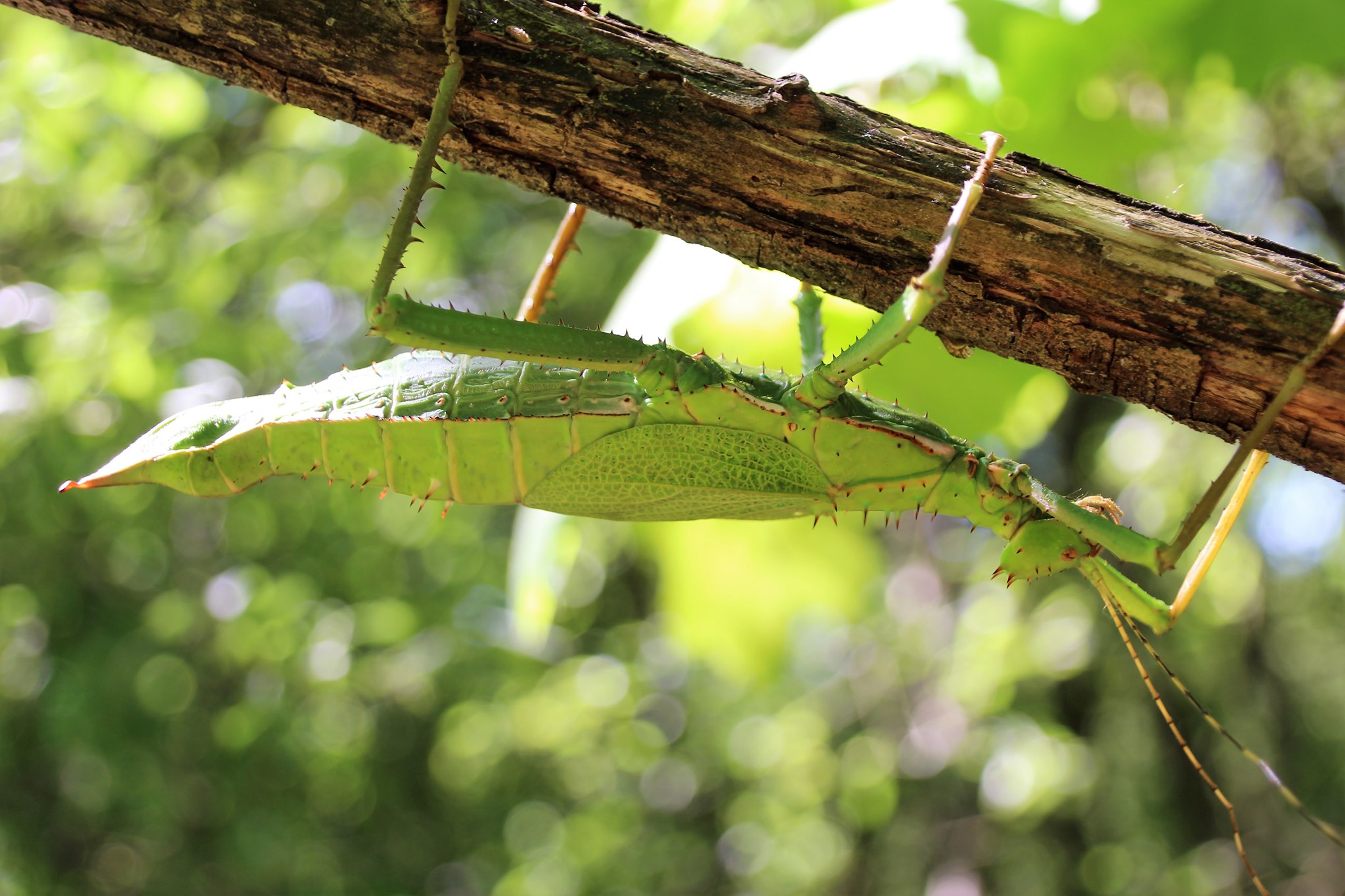 Heteropteryx dilatata femelle adulte verte sur branche