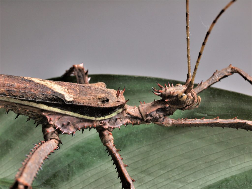 Heteropteryx dilatata mâle adulte vue de pres