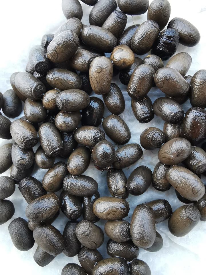 Œufs de phasme géant de Malaisie (Heteropteryx dilatata)