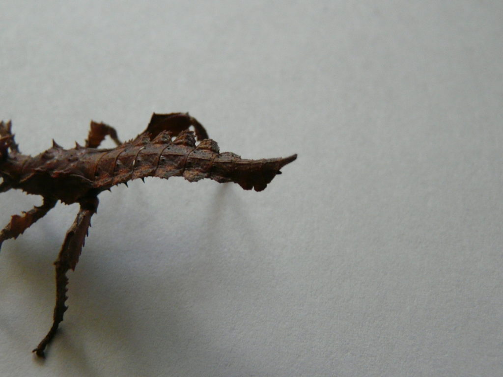 Heteropteryx dilatata femelle L2