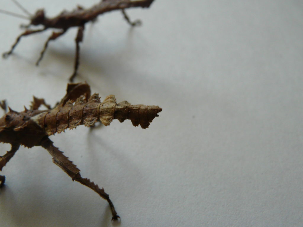 Heteropteryx dilatata mâle L2