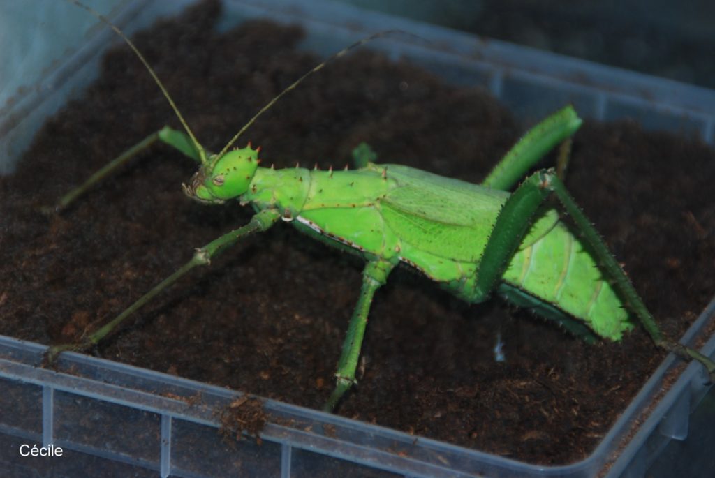 Heteropteryx dilatata femelle en train de pondre des oeufs