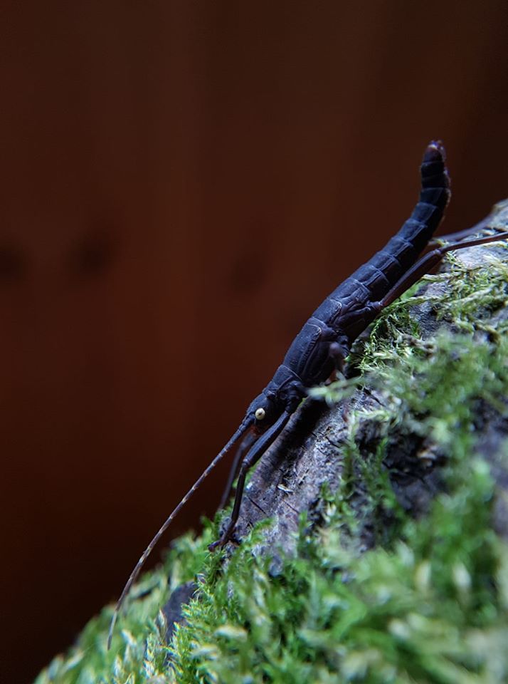 Phasme du perou camouflé sur une écorce