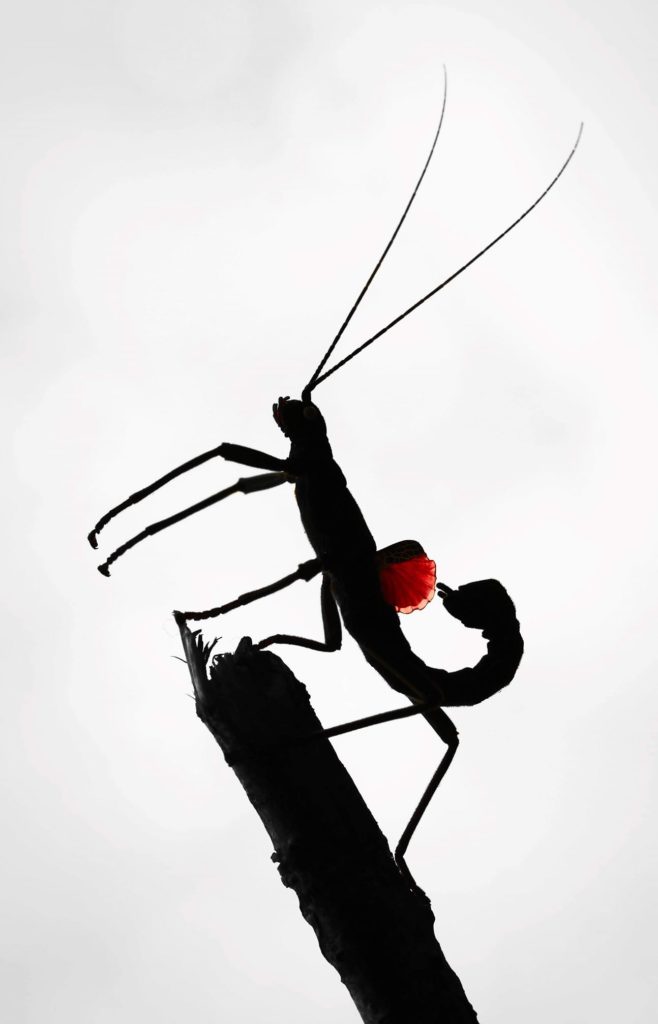 Peruphasma schultei, phasme noir aux ailes rouges male adulte ombre