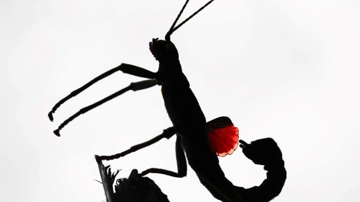 Peruphasma schultei mâle