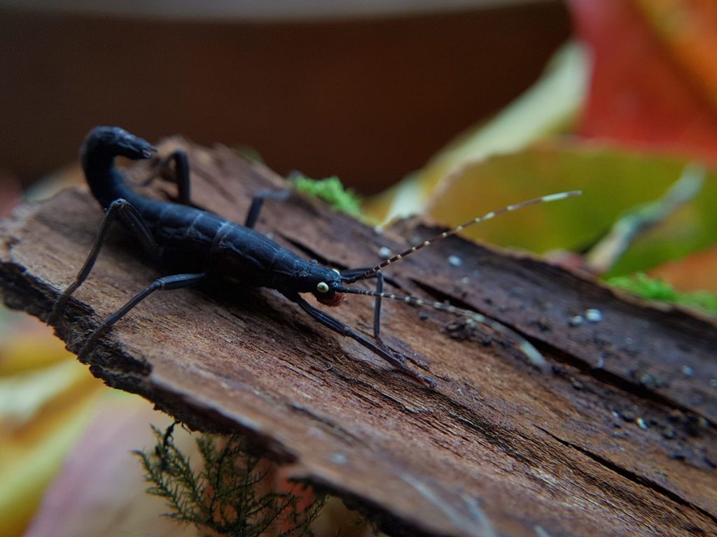 Peruphasma schultei juvenile posé sur une écorce