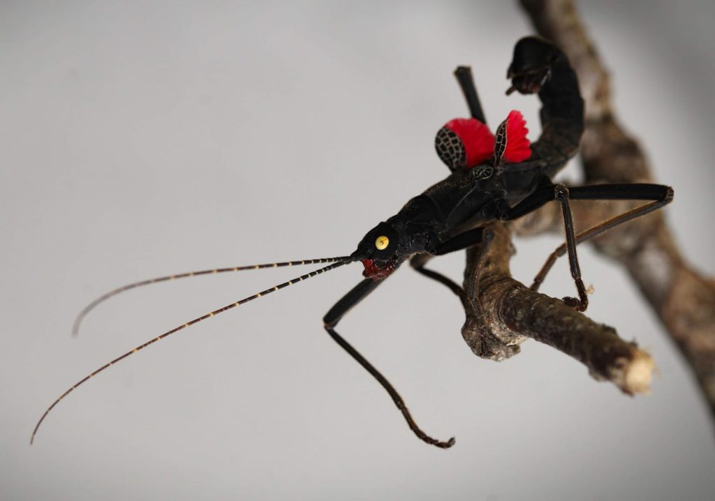 Peruphasma schultei adulte