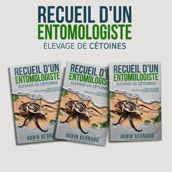 Recueil d'un Entomologiste - Elevage de cétoines