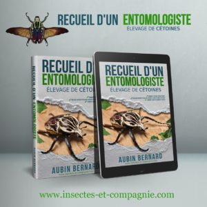 Recueil d'un Entomologiste - Elevage de cétoines