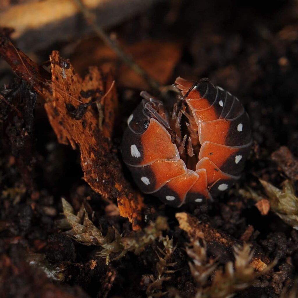 Isopode tropical en terrarium