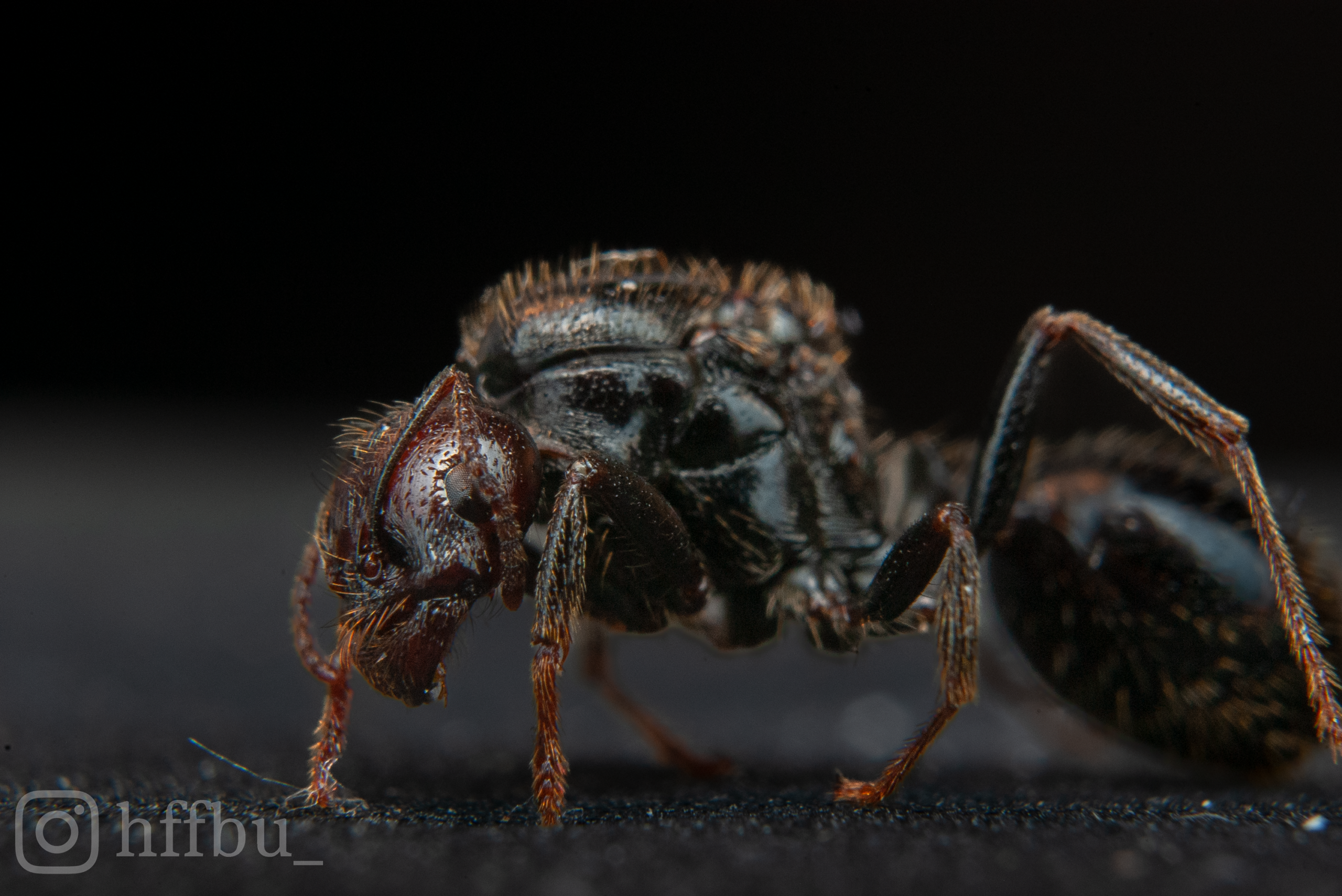 Ouvrière major de Messor barbarus à la tête rouge, vue macro