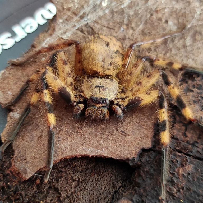 Barylestis scutatus