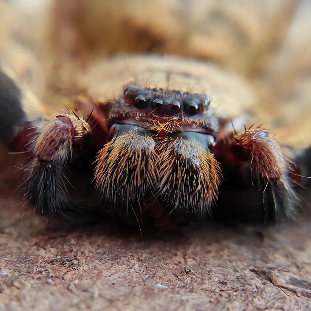 Tête Barylestis scutatus