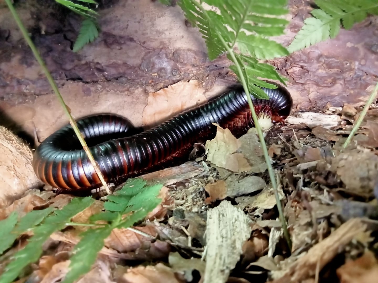 Iule geante Archispirostreptus gigas adulte deroulee sur un substrat de terreau