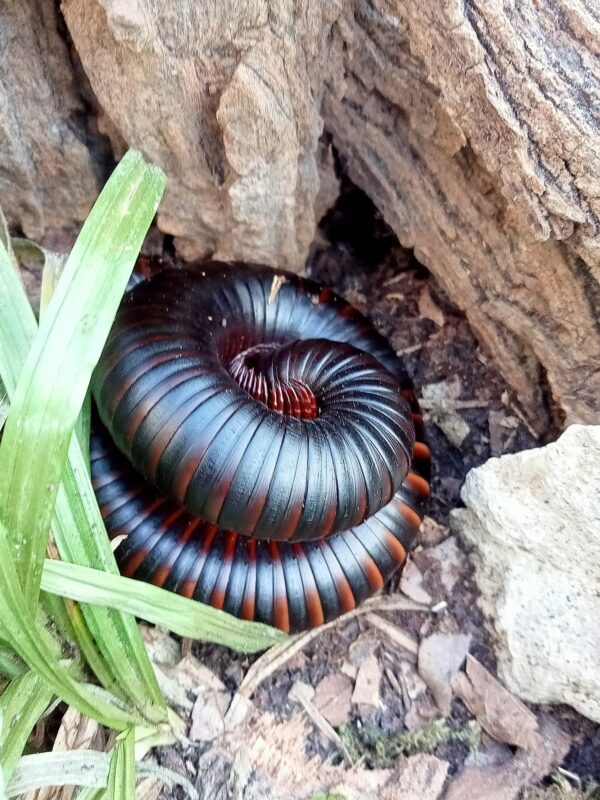 Iule géante Archispirostreptus gigas enroulée