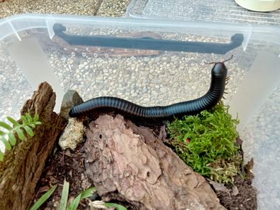 Terrarium Archirostreptus gigas