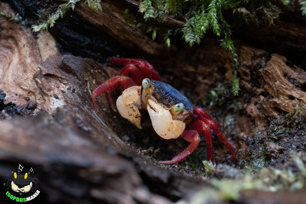 Geosesarma pontianak "White" dans une racine de mangrove