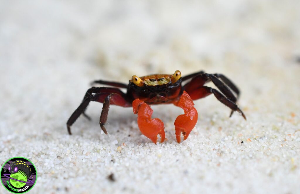 Geosesarma rouxi rouge / orange sur sable blanc