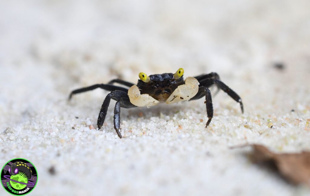 Geosesarma sp. noir a pinces blanches sur sable blanc