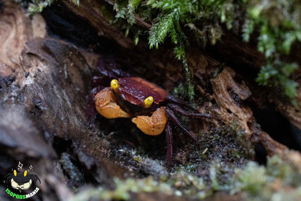 Geosesarma sp. "Iron fist" dans une racine de mangrove