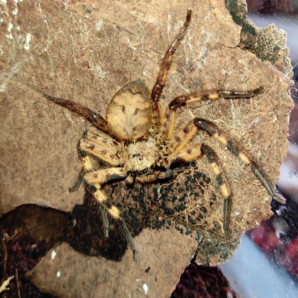 Barylestits scutatus femelle