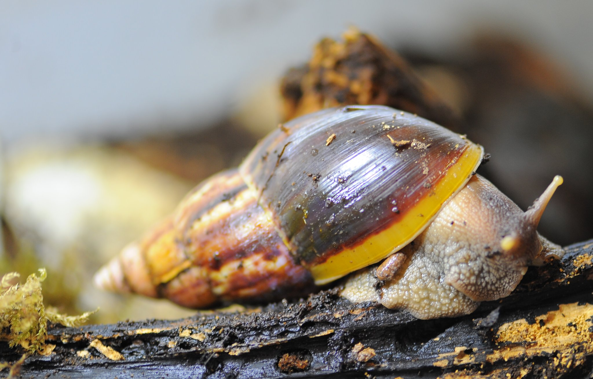 Gros plan sur la coquille striée brun-doré d'un escargot géant Lissachatina fulica