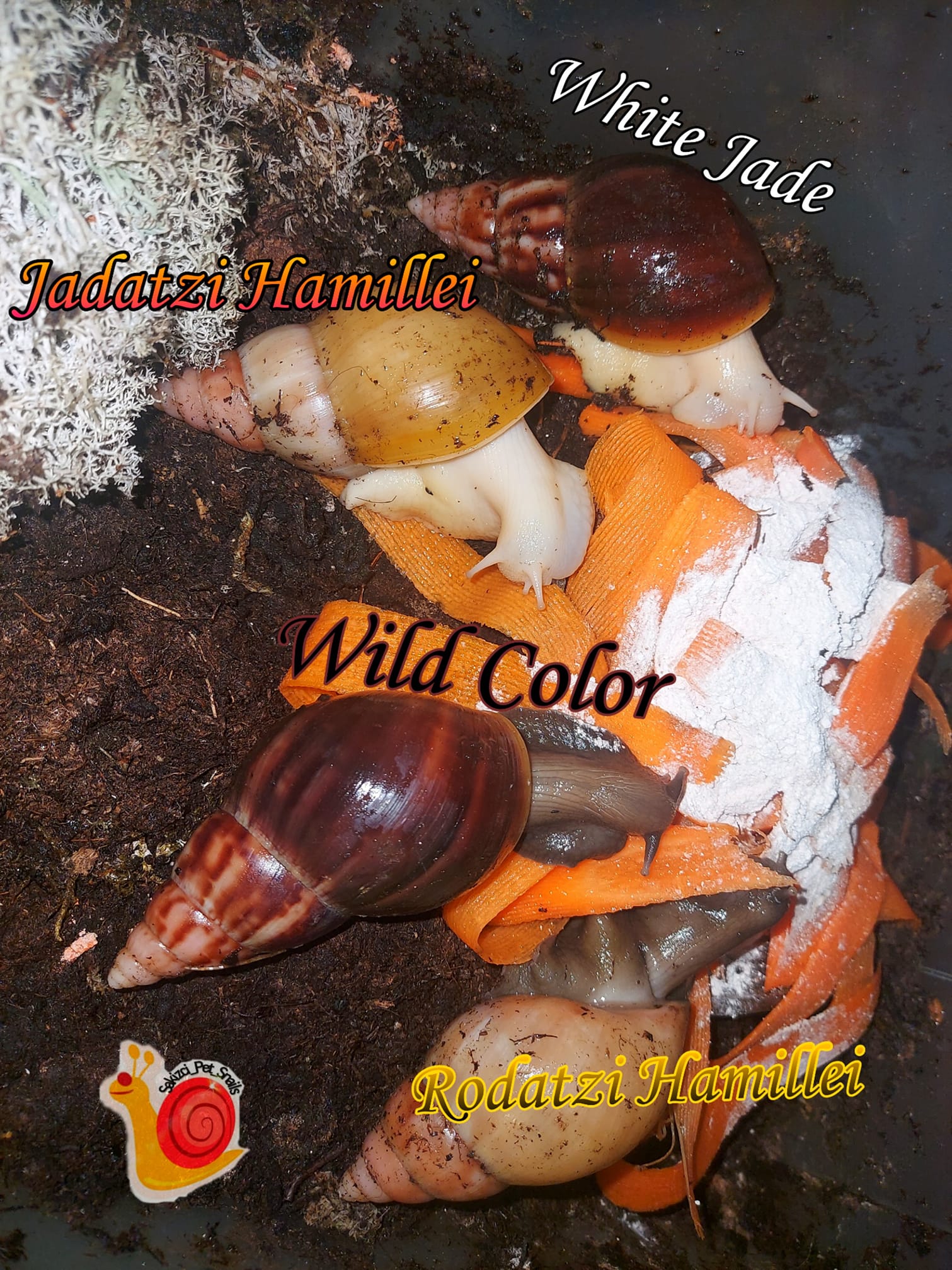 Comparatif des morphes de Lissachatina fulica : Jadatzi, White Jade, Wild Color et Rodatzi