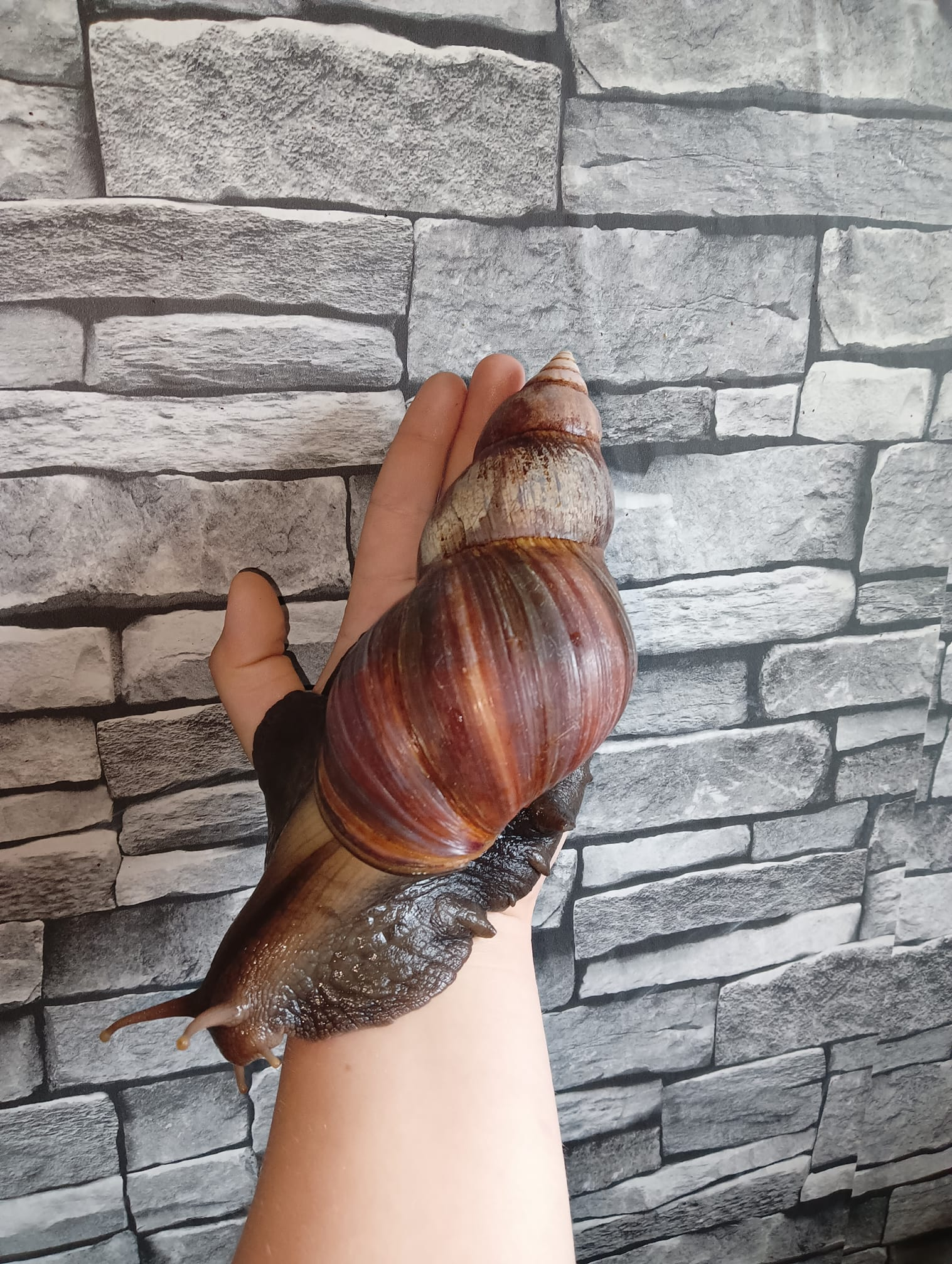 Adulte escargot géant Lissachatina fulica wild color sur une main