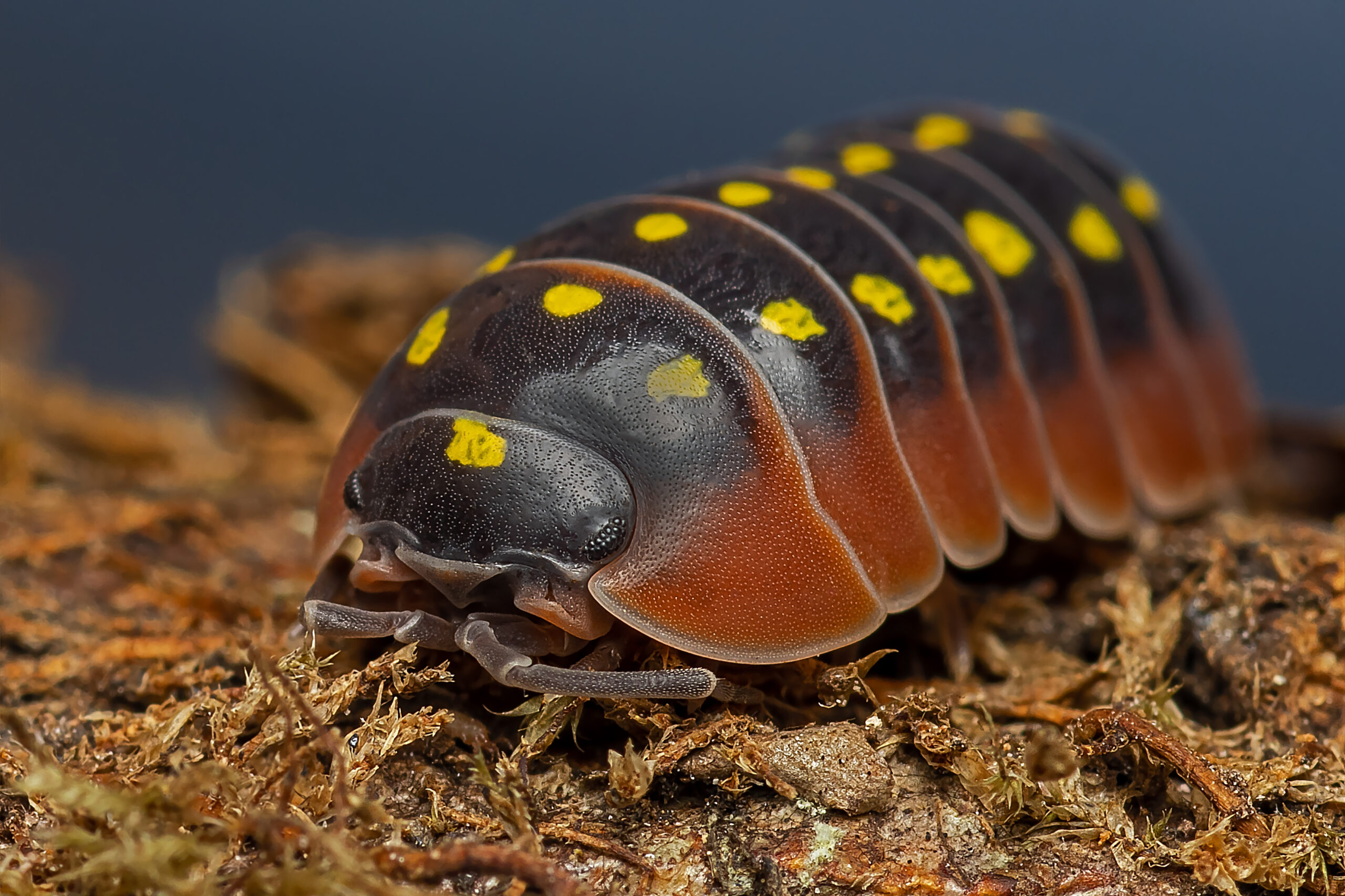 Cloportes isopodes en élevage