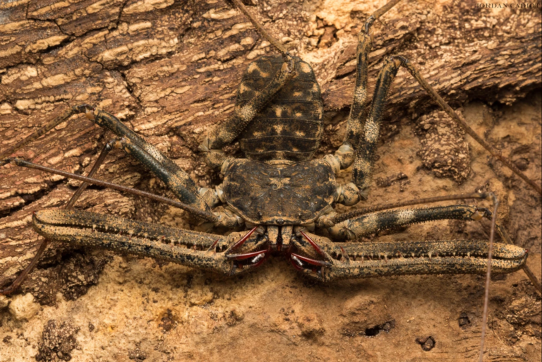 Amblypyge Damon medius araignée-fouet